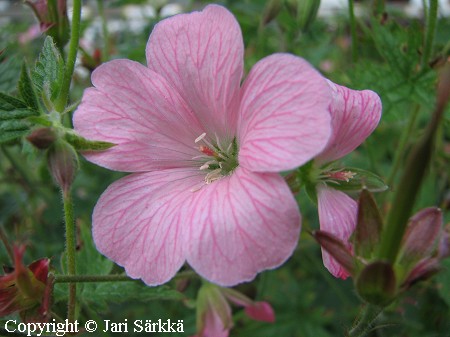 Geranium endressii 'Wargrave Pink' espanjankurjenpolvi